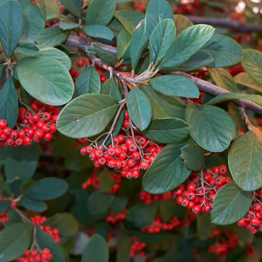 Late Cotoneaster Hedge (Cotoneaster Lacteus)