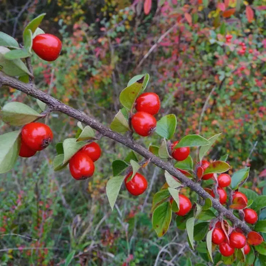 Himalayan Cotoneaster Hedge (Cotoneaster Simonsii)