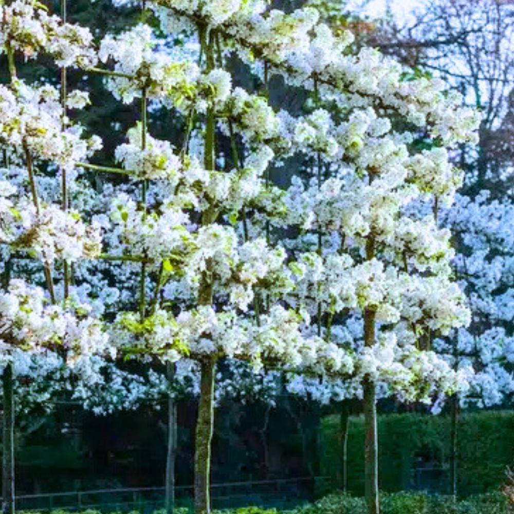 エバーフレッシュ 8号 S-shaped tree form 138cm Japanese Everfresh tree $98 #plantsmakepeoplehappy #wikyplants