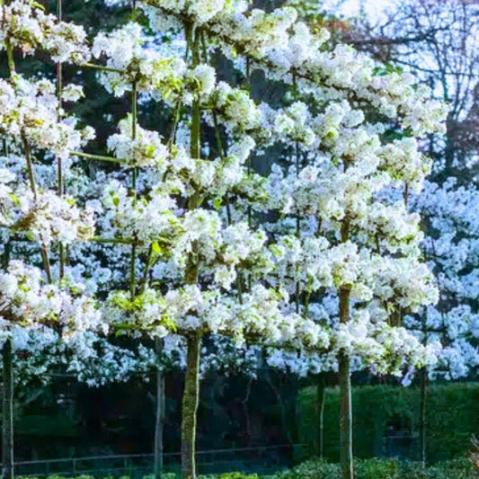 Evereste Crab Apple Pleached Tree (Malus 'Evereste')