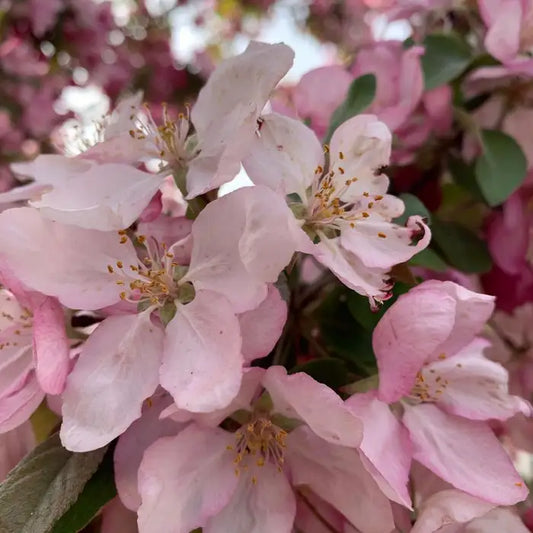 Crab Apple Hedge (Malus sylvestris)