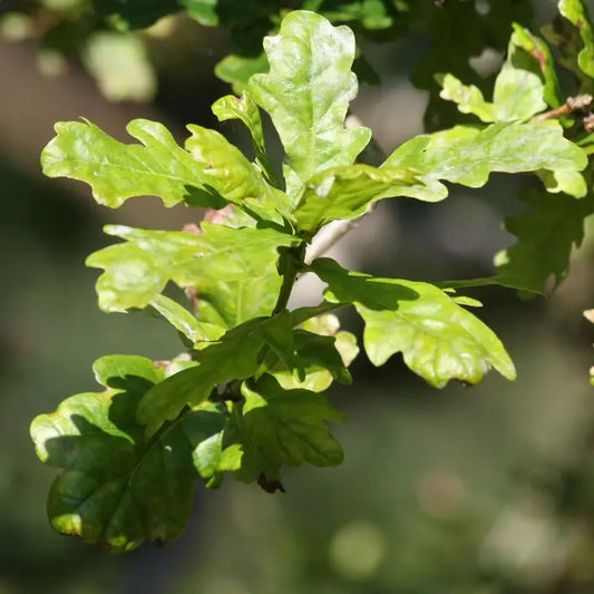 English Oak Hedge (Quercus robur)