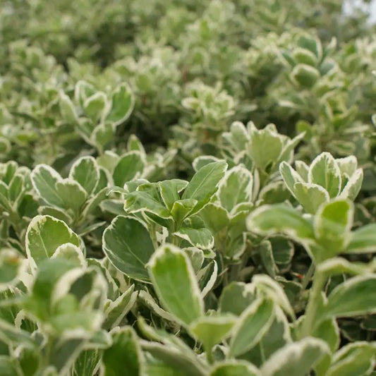 Euonymus japonicus 'Kathy' Hedge (Euonymus 'Kathy')