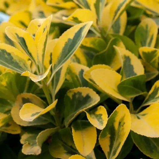 Euonymus fortunei 'Emerald 'n' Gold' Hedge (Euonymus Emerald and Gold Hedge)