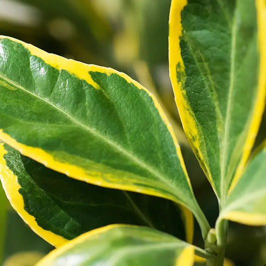 Japanese Spindle Hedge (Euonymus japonicus 'Ovatus Aureus')