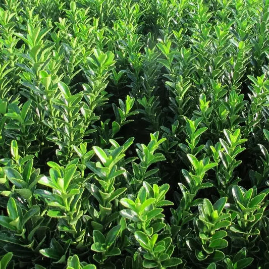 Euonymus japonicus 'Jean Hugues' Hedge (Euonymus 'Jean Hugues')