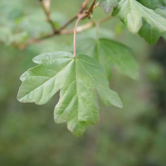 Field Maple Hedge (Acer campestre)