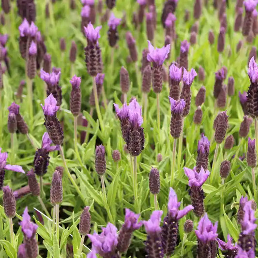 French Lavender Hedge (Lavandula stoechas)