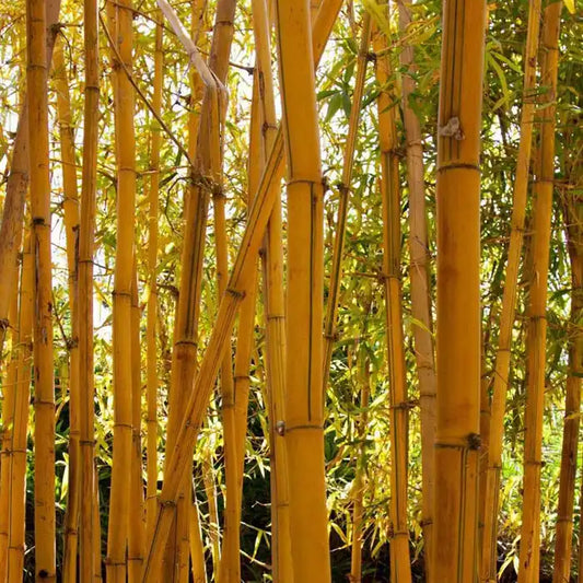 Golden Bamboo Hedge (Phyllostachys aurea)
