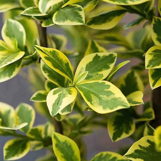 Golden Privet Hedge (Ligustrum ovalifolium 'Aureum')
