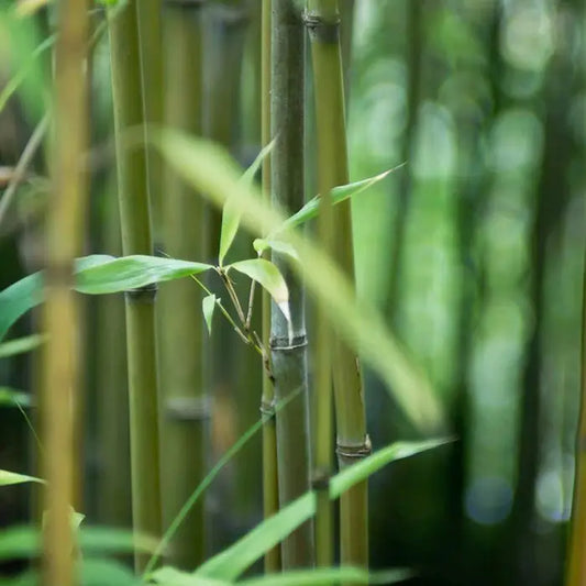 Green Bamboo Hedge (Phyllostachys bissetii)