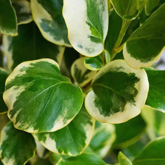 Griselinia 'Dixon's Cream' Hedge (Griselinia littoralis 'Variegata')