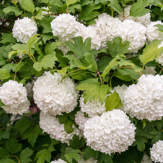 Guelder Rose Hedge (Viburnum opulus)