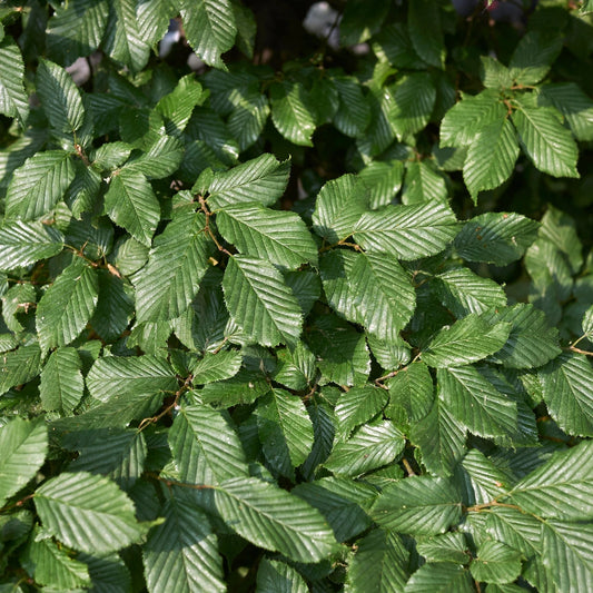 Hornbeam hedging (Carpinus betulus)