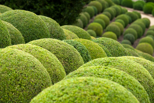 Balls Topiary