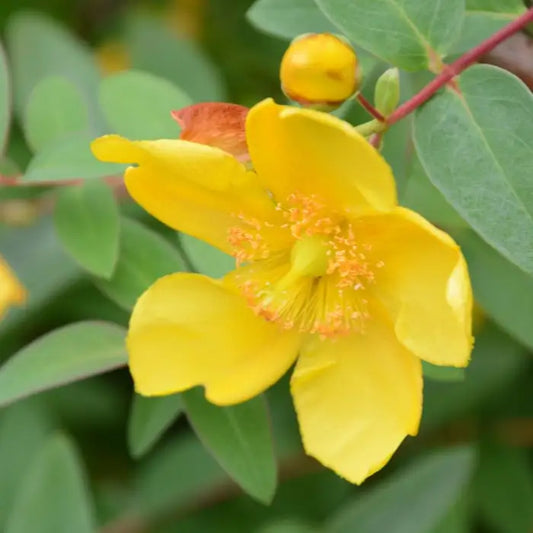 St John's Wort Hedge (Hypericum hidcote)