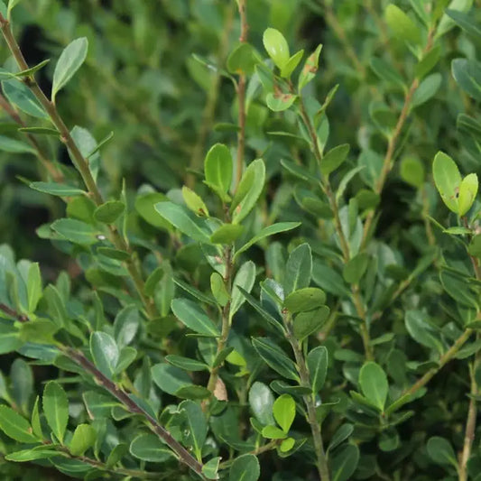Ilex Crenata Hedge (Japanese Holly) – Box Hedge Alternative