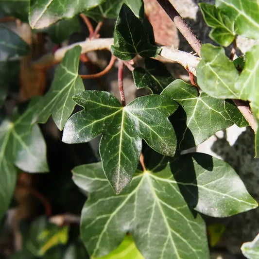 Irish Ivy Hedge (Hedera hibernica)