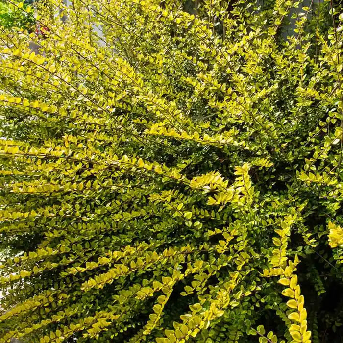 Honeysuckle 'Baggesen's Gold' (Lonicera Nitida 'Baggesen's Gold')