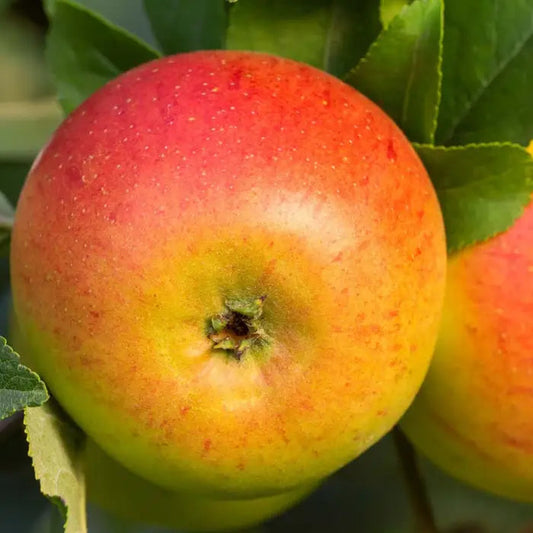 Cox Orange Pippen Apple Fruit Tree (Malus domestica 'Cox's Orange Pippin')