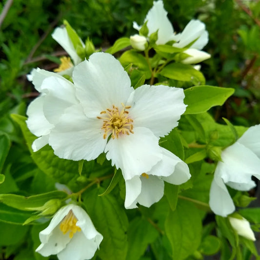 Mock Orange Hedge (Philadelphus 'Belle Etoile')