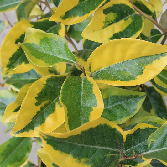 Oleaster 'Gilt Edge' Hedge (Elaeagnus x ebbingei 'Gilt Edge')