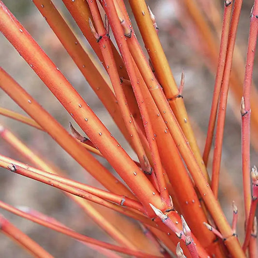 Orange Dogwood Hedge (Cornus sanguinea)