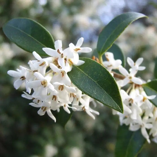 Osmanthus burkwoodii Hedge (Osmanthus x burkwoodii)