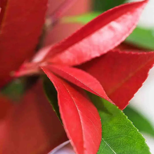 Photinia 'Little Red Robin' Hedge (Photinia x fraseri 'Little Red Robin')