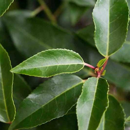 Portuguese Laurel Hedge (Prunus lusitanica)