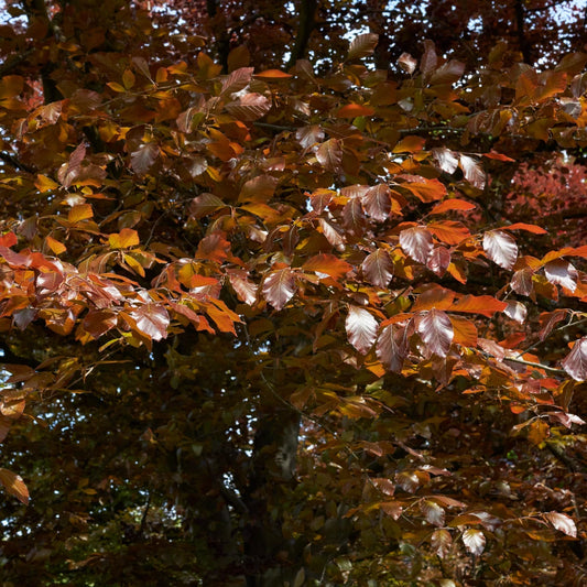 Purple Beech Hedge (Fagus sylvatica 'Purpurea')