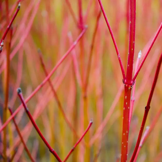 Red Stemmed Dogwood Hedge Hedge (Cornus alba)