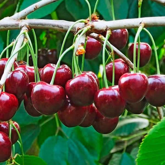 Regina Cherry Fruit Tree (Prunus avium 'Regina')
