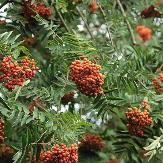Rowan (Mountain Ash) Hedge (Sorbus aucuparia)