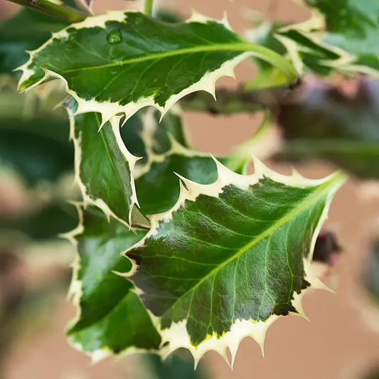 Silver Holly Hedge (Ilex aquifolium 'Argentea Marginata')