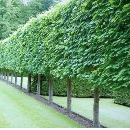 Small-Leaved Lime Pleached Tree (Tilia Cordata)