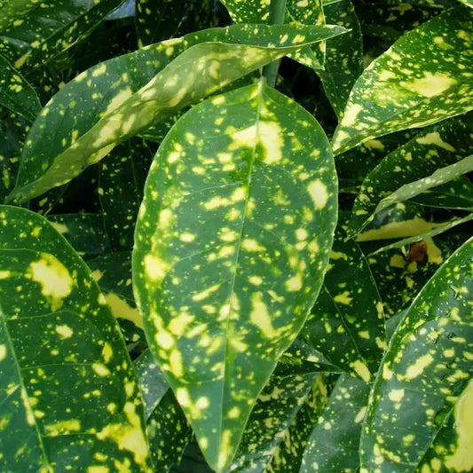 Spotted Laurel Hedge (Aucuba japonica 'Crotonifolia')