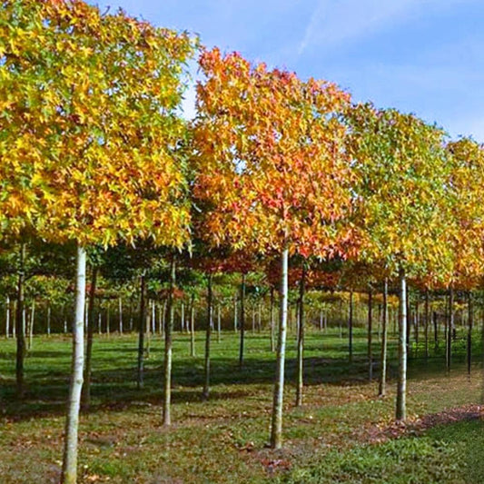 Sweetgum Pleached Tree (Liquidambar Styraciflua)