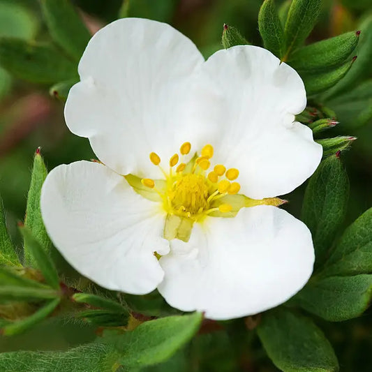 White Potentilla Hedge (Potentilla fruticosa 'Abbotswood')