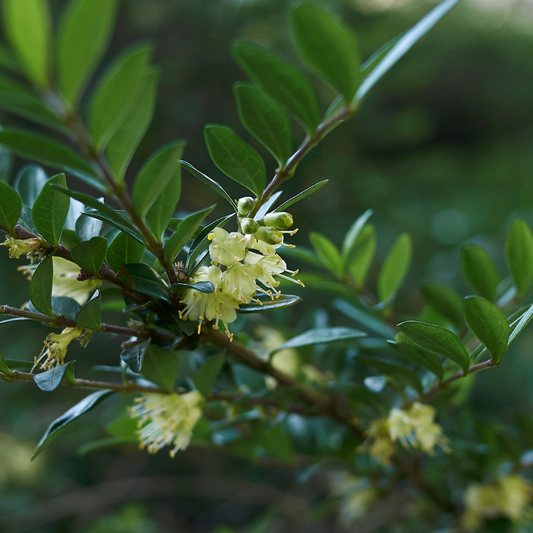 Shrubby Honeysuckle Hedge (Lonicera Nitida)
