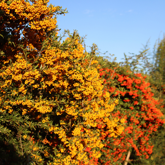 Yellow Firethorn Hedge (Pyracantha 'Soleil d'Or' Yellow Berries)