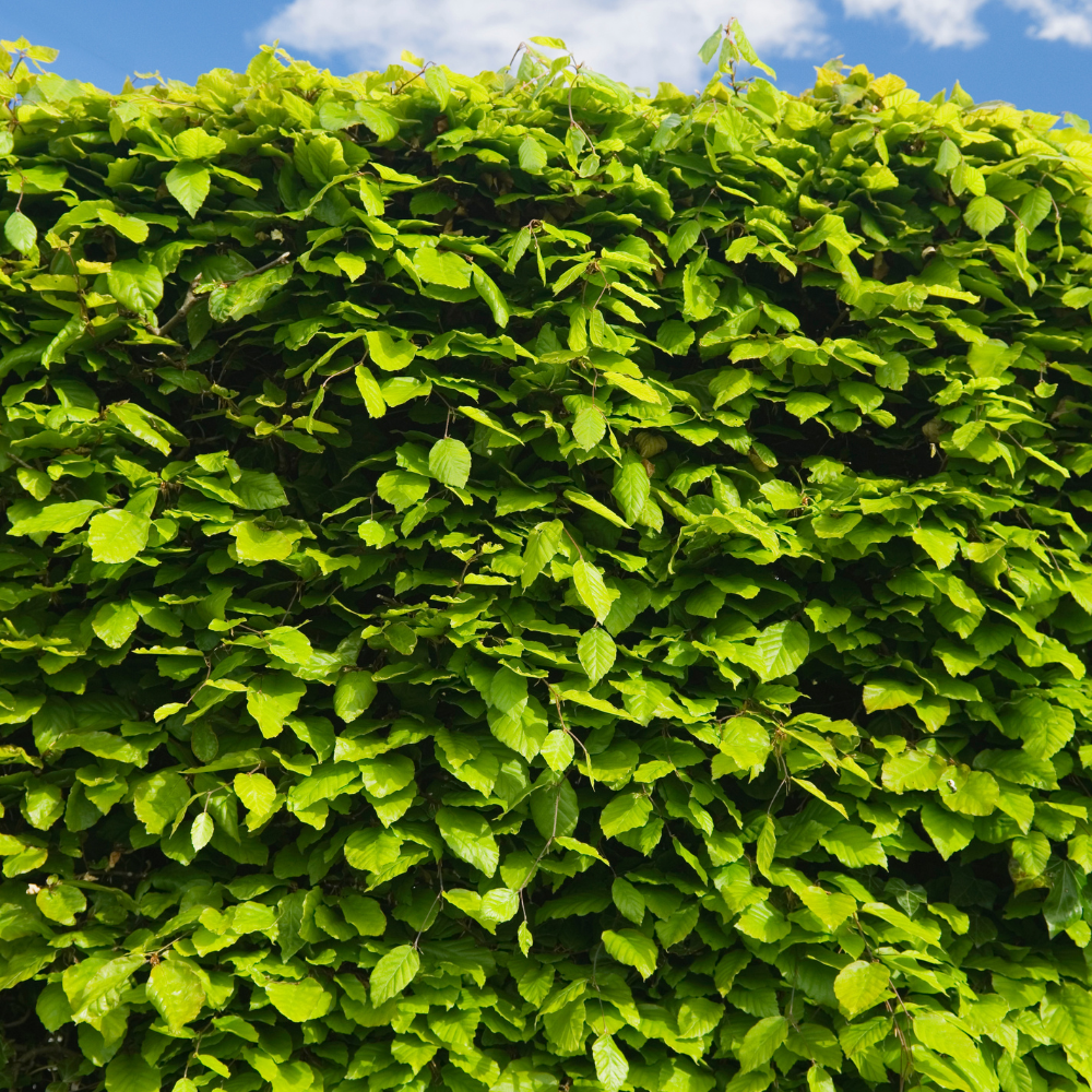 Beech Hedging Fagus Sylvatica Plants for Sale | Everything Plants