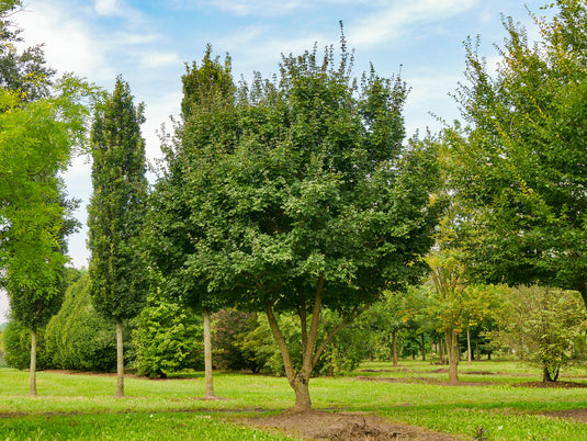 Trees Collection...