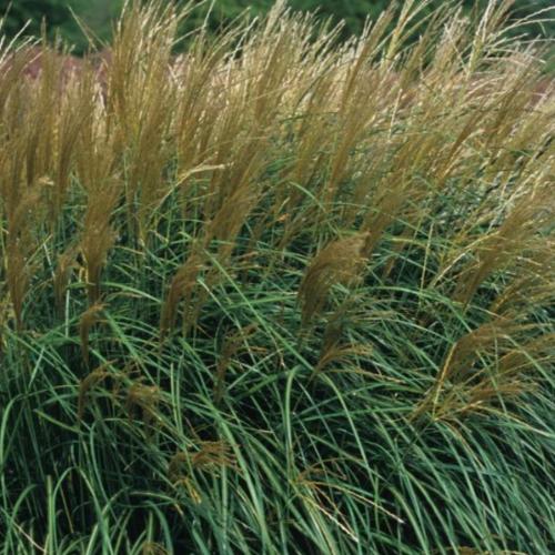 Adagio Maiden Ornamental Grasses (Miscanthus Sinensis Adagio)