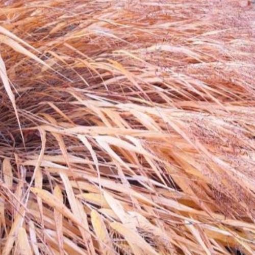 All Gold Japanese Forest Ornamental Grasses (Hakonechloa Macra All Gold)