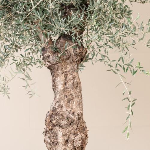 Ancient Olive Trees (Olea Europaea Large Old Trunk)