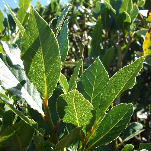 Bay Laurel Ornamental Tree (Laurus 'Nobilis' Tree)