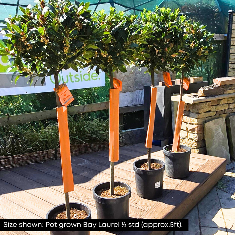 Bay Laurel Ornamental Tree Pot Grown 9L 125/150cm (x14) Multi-deal