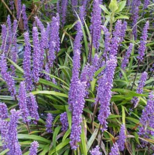 Big Blue Lily Turf Ornamental Grass...