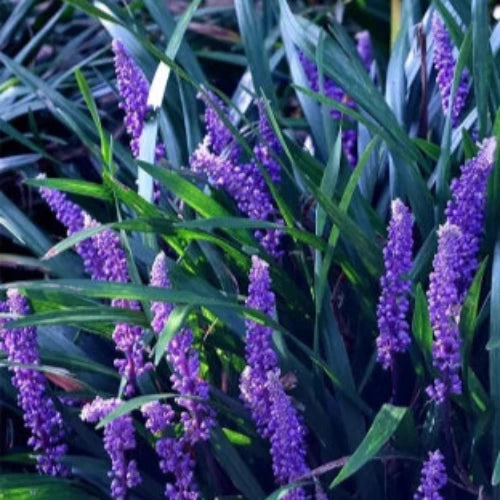 Big Blue Lilyturf Ornamental Grasses (Liriope Muscari Big Blue)